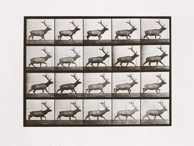 エルク、1887年、アニマルロコモーションのプレート692 作： Eadweard Muybridge