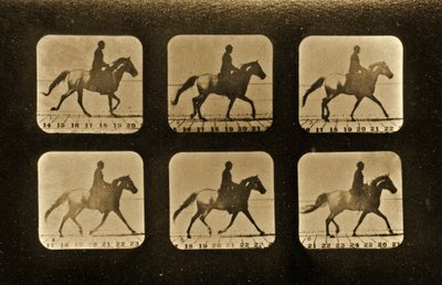 馬。不規則な「動物の移動」シリーズ、1881年 作： Eadweard Muybridge