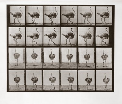 ダチョウランニング、動物の移動からのプレート772、1887 作： Eadweard Muybridge