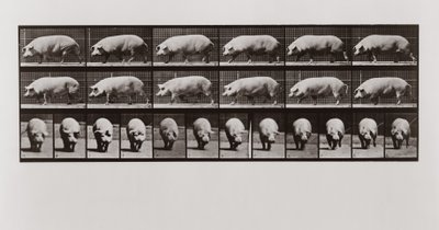 豚の歩行、Animal Locomotionのプレート673、1887 作： Eadweard Muybridge