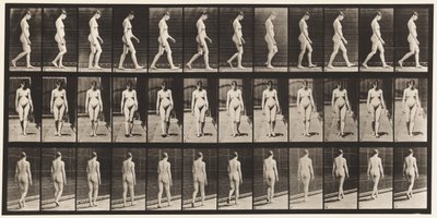 プレート13.ウォーキング、1872〜1885 作： Eadweard Muybridge
