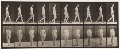 プレート15。ウォーキング 作： Eadweard Muybridge