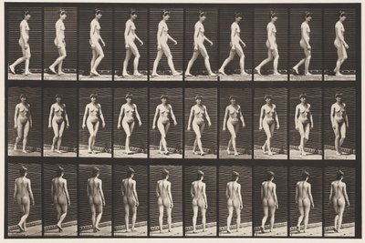 プレート16.ウォーキング、1872〜1885 作： Eadweard Muybridge