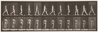 プレート2.ウォーキング、1872〜1885 作： Eadweard Muybridge