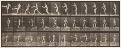プレート301.フットボール;パント、1885 作： Eadweard Muybridge