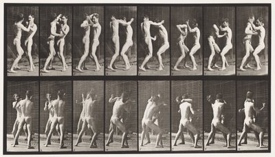 プレート341。ボクシング。オープンハンド 作： Eadweard Muybridge