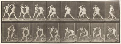 プレート342。ボクシング。オープンハンド、1872-1885 作： Eadweard Muybridge
