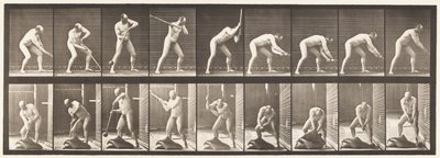 プレート396。木槌でドキドキ 作： Eadweard Muybridge