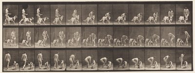 プレート449。犬に餌をやる 作： Eadweard Muybridge