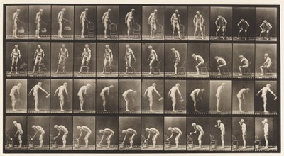 プレート490。A、座っている。 B、座って; C、散水 作： Eadweard Muybridge