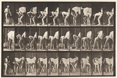 プレート508。馬の靴を履く 作： Eadweard Muybridge