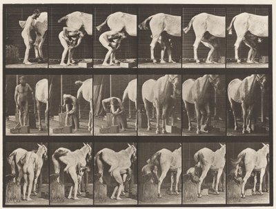 プレート509。馬の靴を履く 作： Eadweard Muybridge