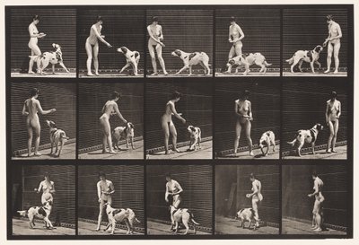 プレート 514犬の餌付け 作： Eadweard Muybridge