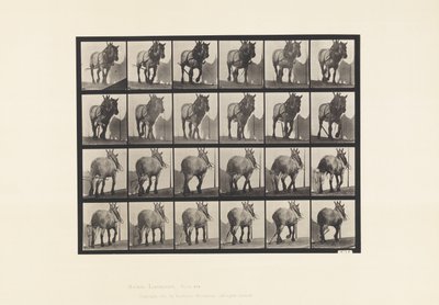 プレート564.運搬作業、壊れた丸太の鎖、ダークグレーのベルギー馬デューゼル 作： Eadweard Muybridge