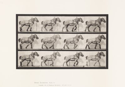 プレート565.Hauling;ダークグレーのベルギー馬Dusel 作： Eadweard Muybridge