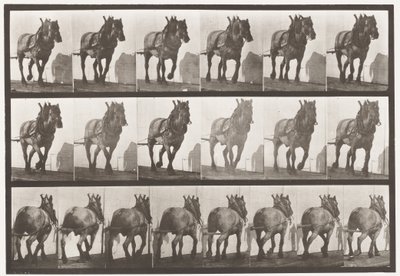 プレート566.Hauling; Dark-Gray Belgian Horse Dusel、1885 作： Eadweard Muybridge