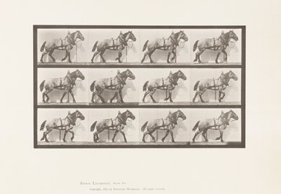 プレート567運搬; 1885年ダークグレーベルギー馬ビリー 作： Eadweard Muybridge