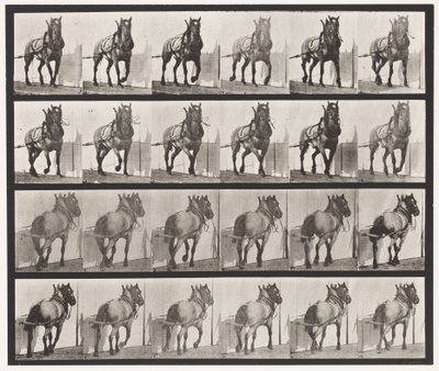 プレート568ダークグレーのベルギー馬「ビリー」の運搬作業 作： Eadweard Muybridge