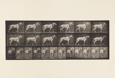 プレート571.Hauling; Light-Gray Mare Johnson、1885 作： Eadweard Muybridge