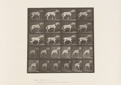 プレート572。引っ張られている頭;ライトグレイマーレ、1885 作： Eadweard Muybridge