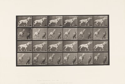 プレート573。運搬。頭を引っ張る男;ライトグレイマーレ、1885 作： Eadweard Muybridge