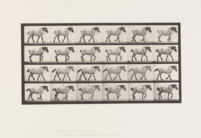 プレート574.ウォーキング;自由;ダークグレーのベルギー馬ヘンゼル、1885 作： Eadweard Muybridge