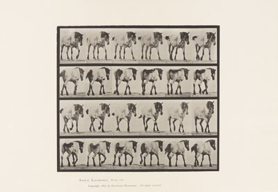 プレート575.ウォーキング;自由;ダークグレーのベルギー馬ヘンゼル、1885 作： Eadweard Muybridge