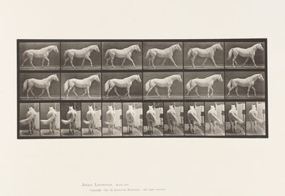 プレート576ウォーキング・フリー・ライトグレー・ホース・イーグル 作： Eadweard Muybridge