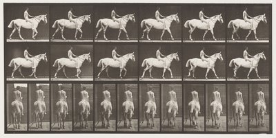 プレート581.ウォーキング、ベアバック、ライダー、43、ヌード;ライトグレイのホーススミス、1885 作： Eadweard Muybridge