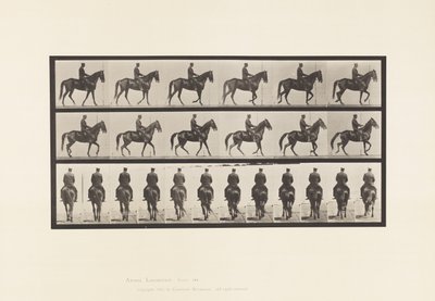 プレート584.ウォーキング;サドル;不規則;ブラウンマーレビューティー、1885 作： Eadweard Muybridge