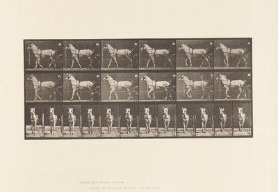 プレート586.ウォーキング;不機嫌;ライトグレーマーレ、カティディッド、1885 作： Eadweard Muybridge