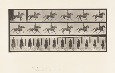 プレート 592ロッキング（ペーシング）。サドル；ブラウンホース・プロント 作： Eadweard Muybridge