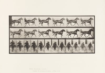 プレート 594ロッキング（ペーシング）。サルキー；ブラウンホース・プロント 作： Eadweard Muybridge