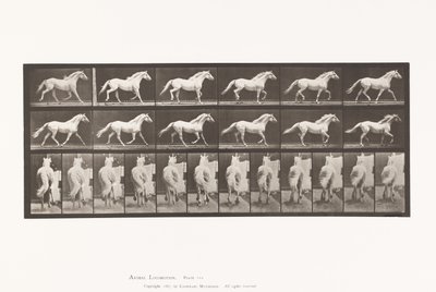 プレート596トロッティング・フリー・ライトグレーホース・イーグル 作： Eadweard Muybridge