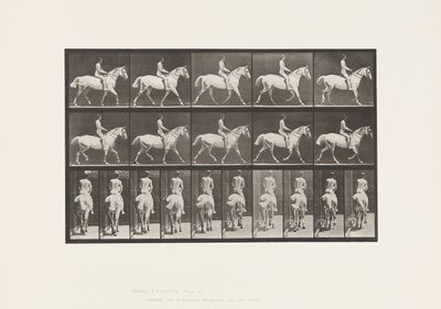 プレート 603トロッティング、サドル、ライド、43、ワイド、ライトグレー・ホース・スミス 作： Eadweard Muybridge