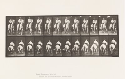 プレート604トロッティング、鞍、白馬、エルベロン 作： Eadweard Muybridge