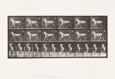 プレート610 トロッティング；サルキー；グレイメア、カティディッド 作： Eadweard Muybridge