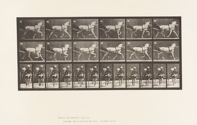 プレート611 トロッティング、サルキー、グレー・メア、カティディッド 作： Eadweard Muybridge