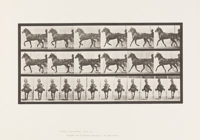 プレート 612トロッティング、サルキー、ベイホース、デレウムド 作： Eadweard Muybridge