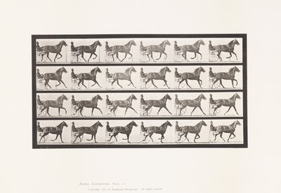 プレート614トロッティング、ブレーキング・トゥ・ギャロップ、ソレル牝馬フローデ・ホールデン 作： Eadweard Muybridge