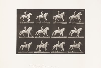 プレート617。キャンター。ベアバック;ライダー、106、ヌード;ホワイトホースクリントン、1885 作： Eadweard Muybridge