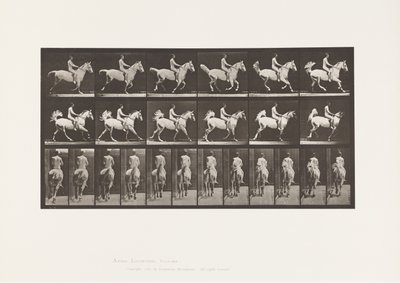プレート622。キャンター。サドル;ライダー、43、ヌード;灰色の馬スミス、1885 作： Eadweard Muybridge