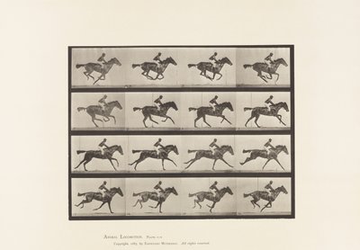 プレート626サラブレッド・ベイ・メア・アニーGのギャロップ。 作： Eadweard Muybridge