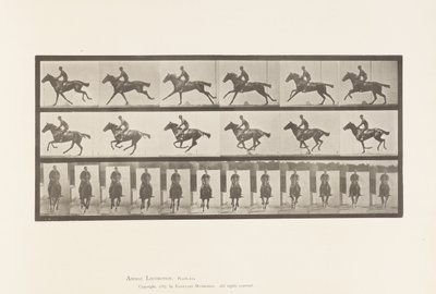 プレート631ギャロップ、サドル、サラブレッド・ベイホース・ブーケ 作： Eadweard Muybridge