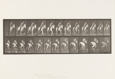 プレート635ギャロップ、サドル、灰色の雌馬、パンドラ 作： Eadweard Muybridge