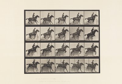 プレート638ハードルを跳ぶ；鞍；ベイホース・デイジー 作： Eadweard Muybridge
