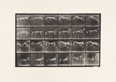 プレート 6483頭の馬を飛び越える；A,B；栗毛の馬 ホーネット 作： Eadweard Muybridge