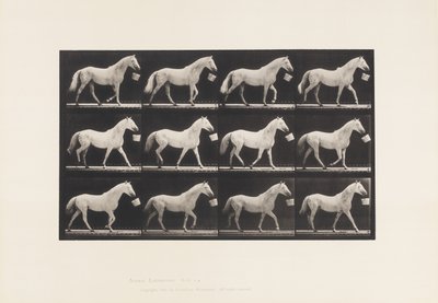 プレート650バケツをくわえて歩く、ライトグレーの馬 作： Eadweard Muybridge