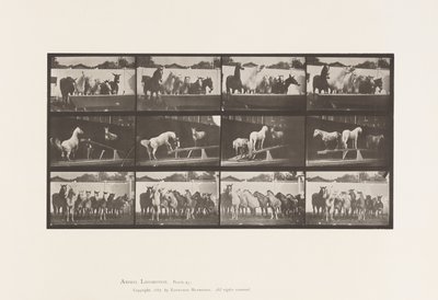 プレート651.A、鐘の音、B、ティーターボード、C、軍事訓練 作： Eadweard Muybridge