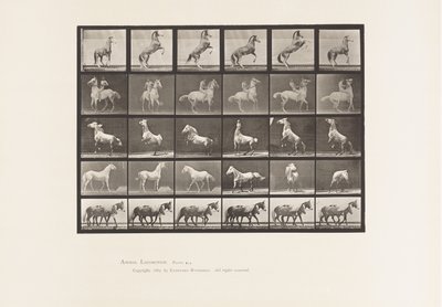 プレート 652A、B、C、D、E、馬の飼育、その他 作： Eadweard Muybridge